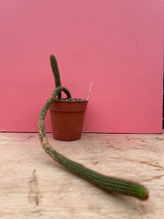 Trichocereus species in need of TLC! (931)