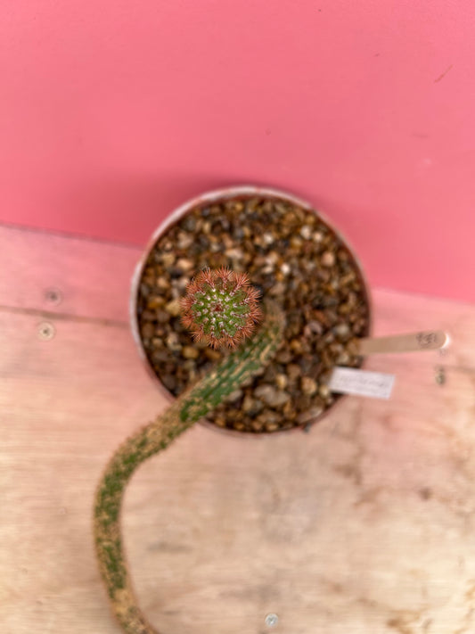 Trichocereus species in need of TLC! (931)