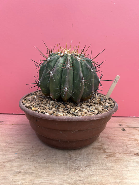 Ferocactus species (932)