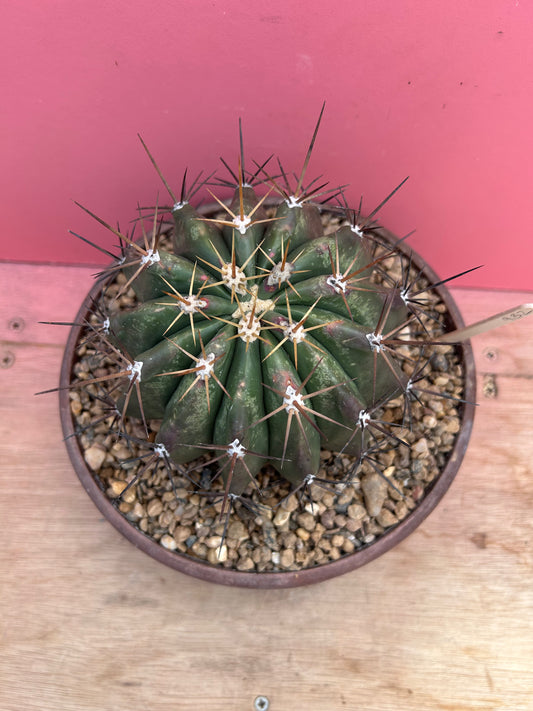 Ferocactus species (932)