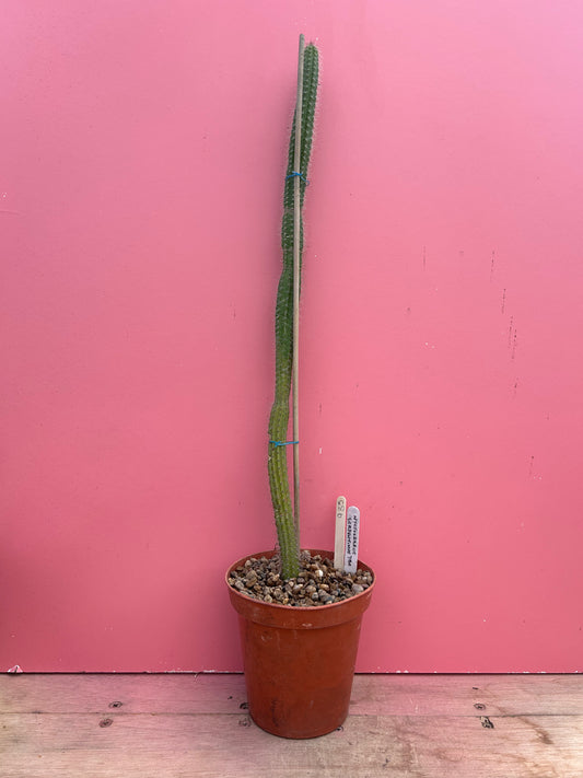 Nyctocereus serpentinus (933)