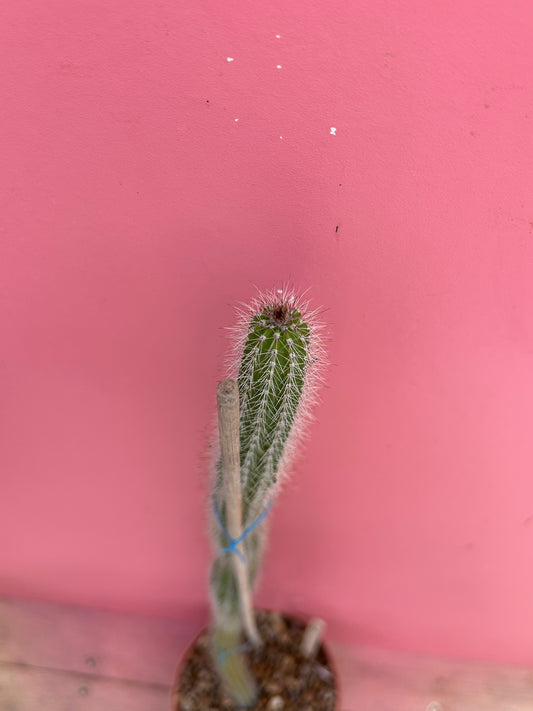 Nyctocereus serpentinus (933)