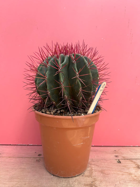 Ferocactus pilosus (934)