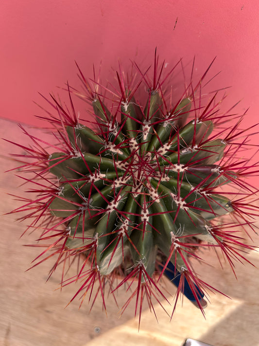 Ferocactus pilosus (934)
