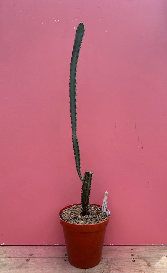 Peniocereus cuixmalensis (935)