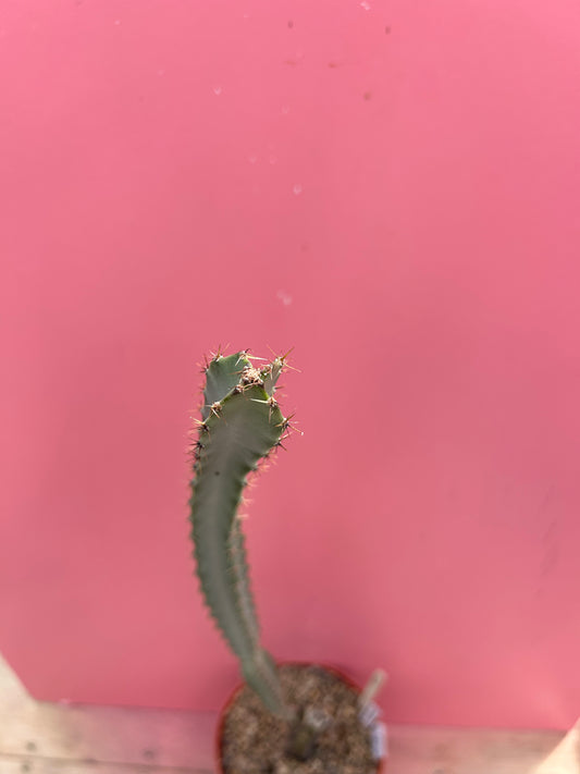 Peniocereus cuixmalensis (935)