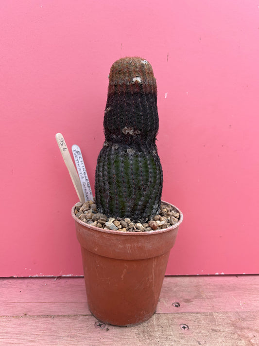 Echinocereus pectinata rubrispina (936)