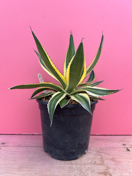 Agave lophantha quadricolor (937)