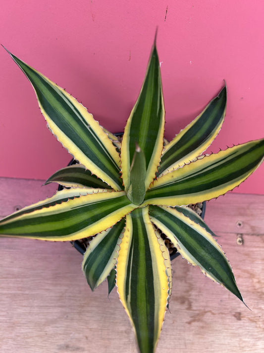 Agave lophantha quadricolor (937)