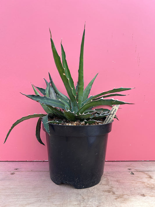 Agave xylonacantha (938)