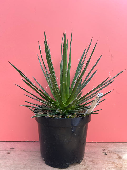 Agave paryiflora (939)