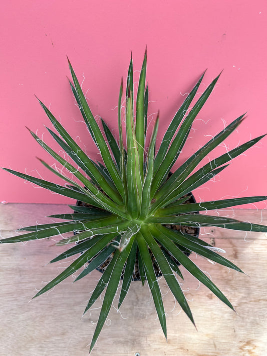 Agave paryiflora (939)