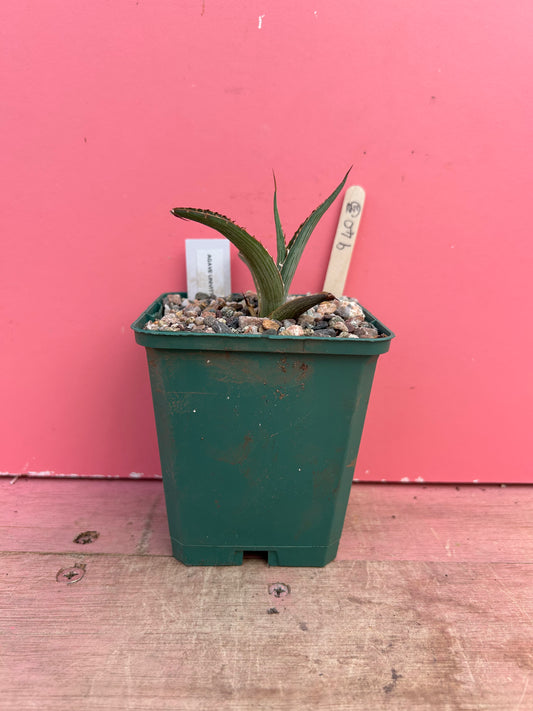 Agave univittata (940)