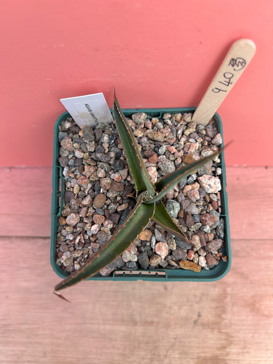 Agave univittata (940)