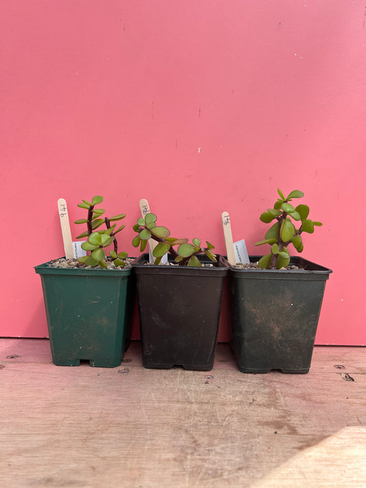 Portulacaria afra (941)
