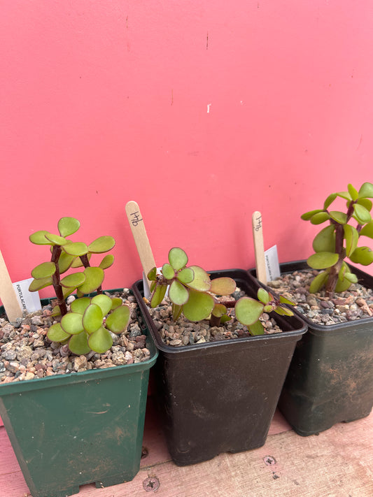 Portulacaria afra (941)