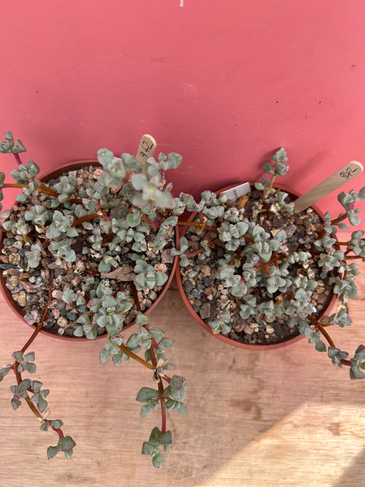 Oscularia deltoides (942)