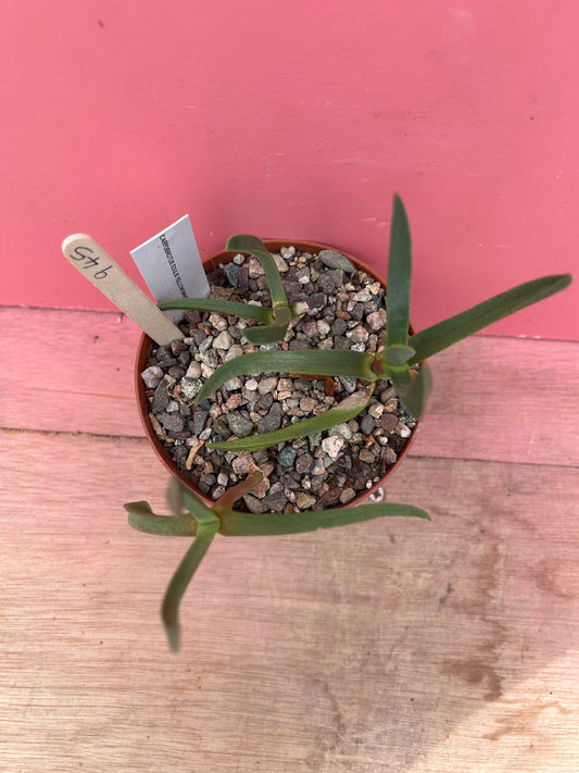 Carpobrotus edulis (945)