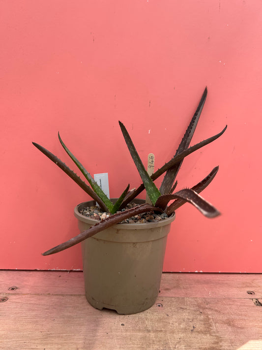 Aloe species (946)