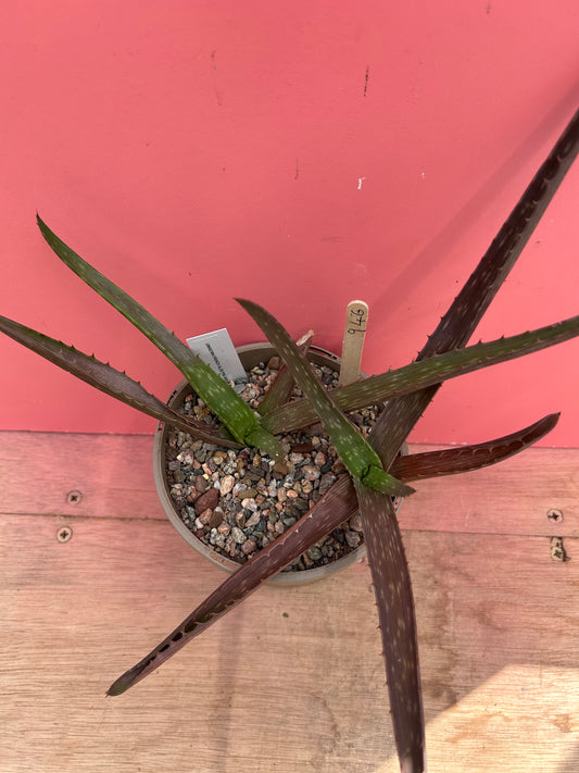 Aloe species (946)