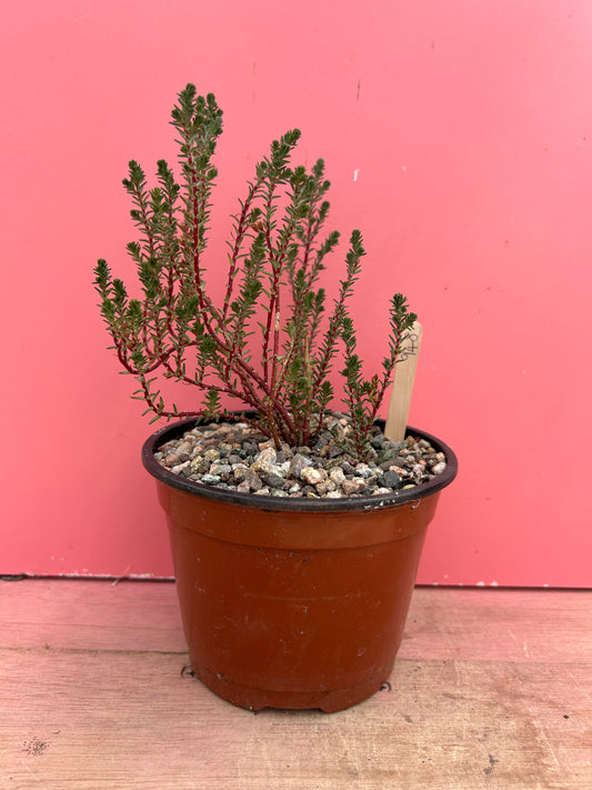 Sedum species (948)