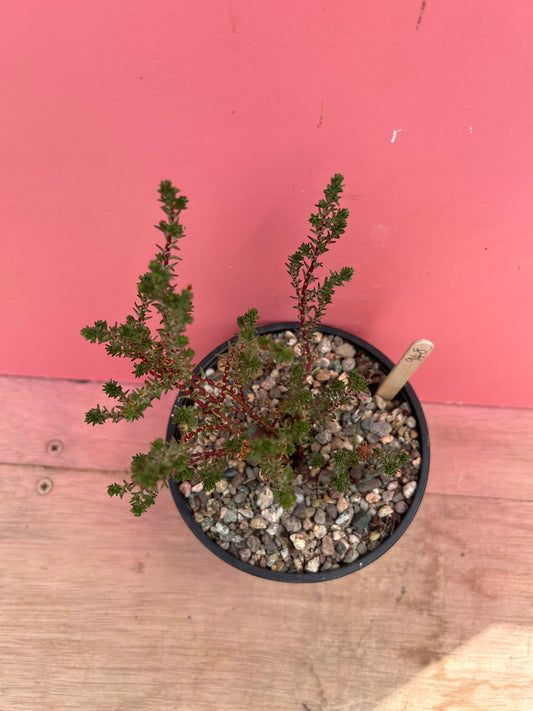 Sedum species (948)