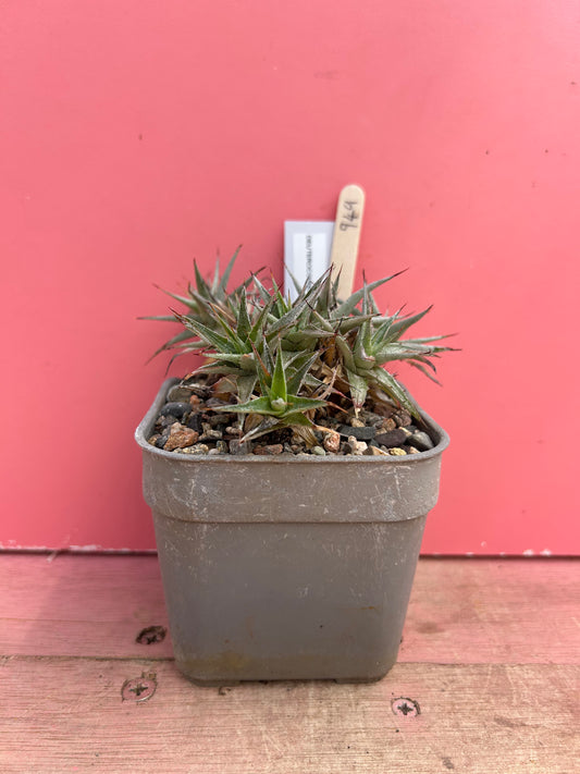 Deuterocohnia brevifolia (949)