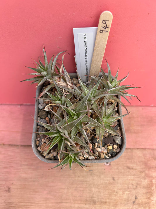 Deuterocohnia brevifolia (949)