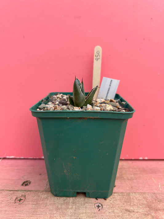Agave ferdinandi regis (950)