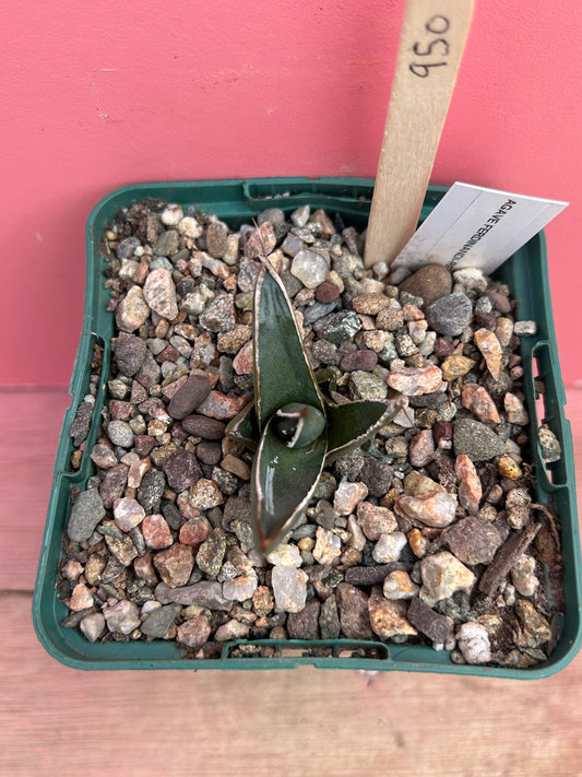 Agave ferdinandi regis (950)