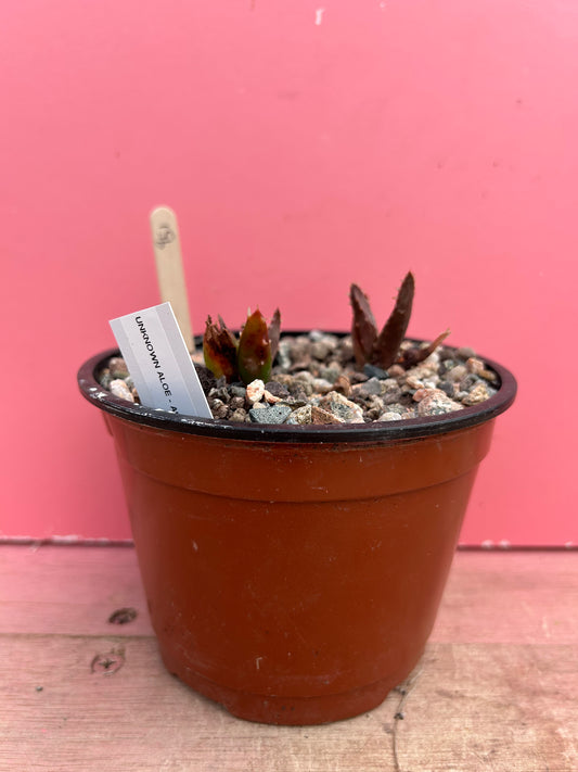 Aloe mitriformis (951)