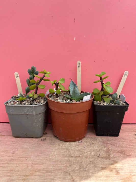 Mixed succulents set of 3 (952)