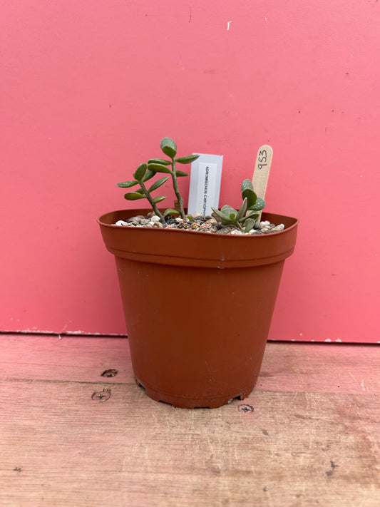 Adromischus caryophyllaceus (953)