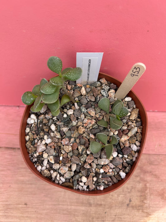 Adromischus caryophyllaceus (953)
