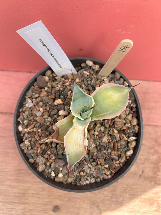 Agave potatorum variegated (954)