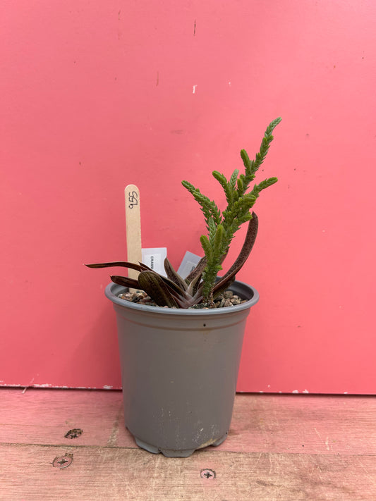 Gasteria + Crassula mix (955)