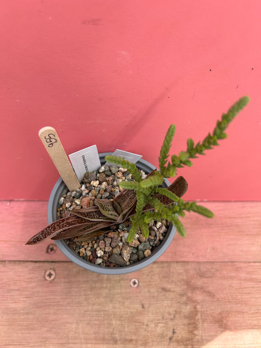 Gasteria + Crassula mix (955)