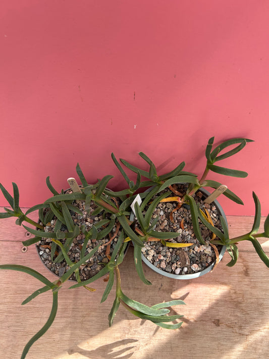 Carpobrotus epulis (956)