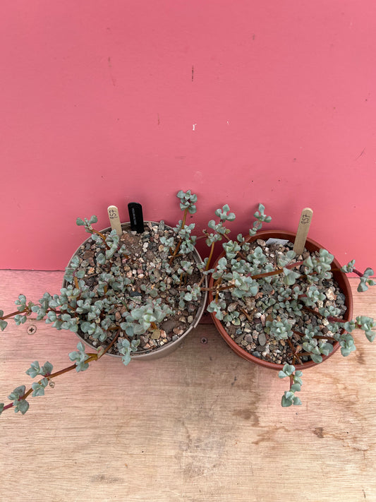 Oscularia deltoides (957)
