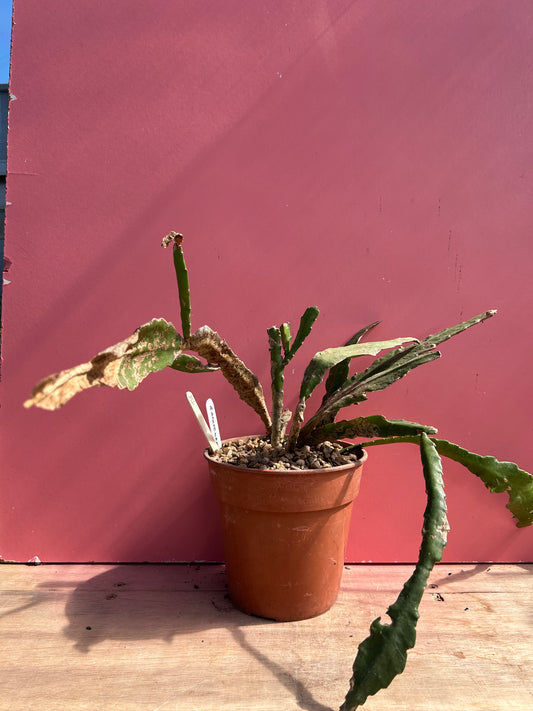 Epiphyllum ackermanii (958)