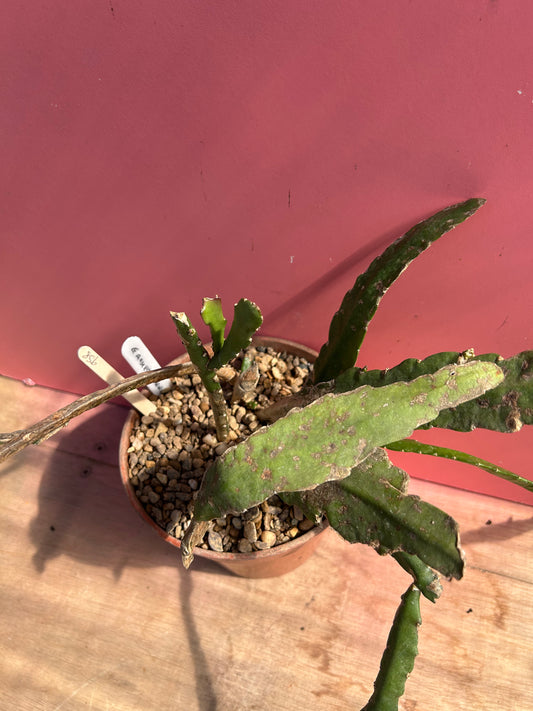 Epiphyllum ackermanii (958)