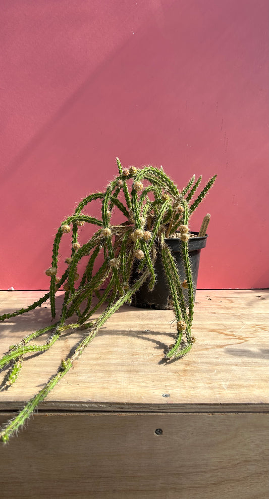 Pfeiffera ianthothele (959)