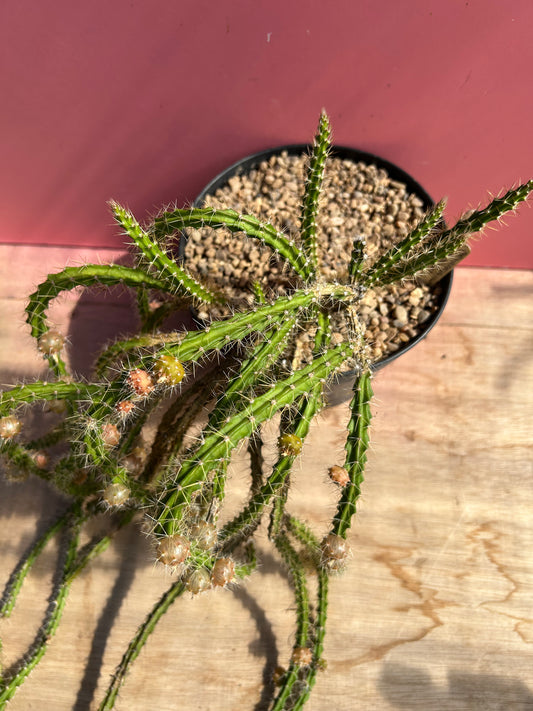 Pfeiffera ianthothele (959)