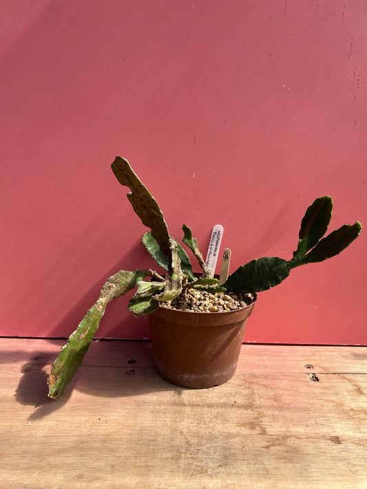 Nopalochia/Disocactus phyllanthodes (960)