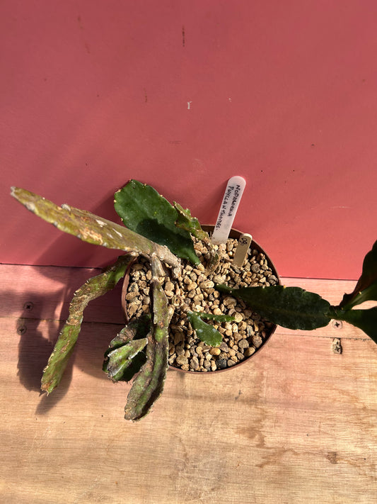 Nopalochia/Disocactus phyllanthodes (960)