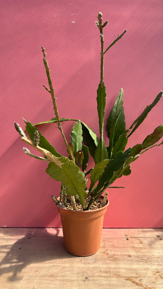 Epiphyllum ackermanii (961)