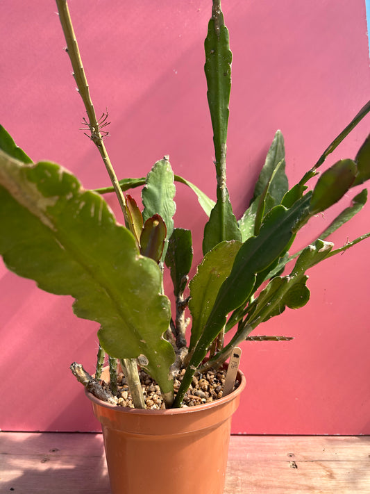 Epiphyllum ackermanii (961)