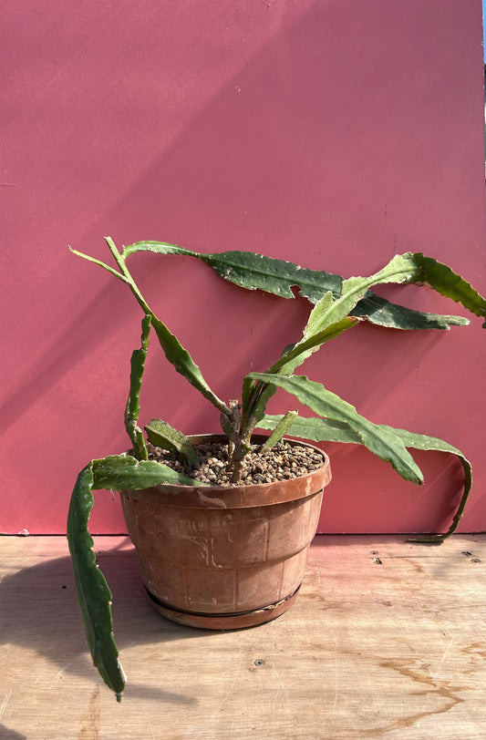 Disocactus phyllanthodes (962)