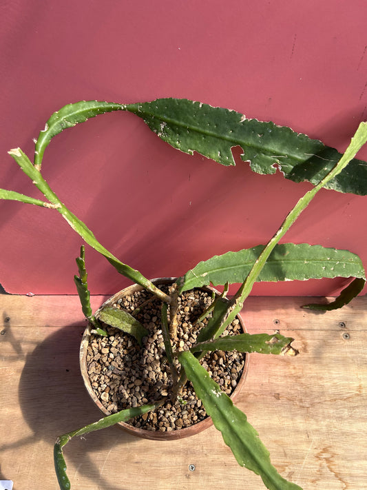 Disocactus phyllanthodes (962)