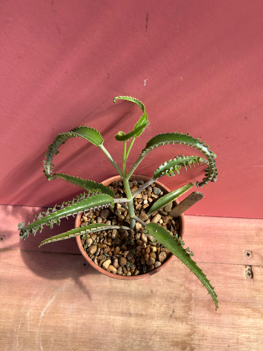 Kalanchoe 'Mother of Thousands' (963)